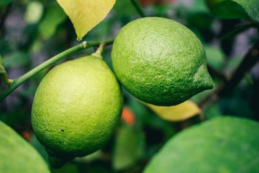 Close-Up of Two Lime Fruits on Tree Branch - Free Images, Stock Photos and Pictures on Pikwizard.com