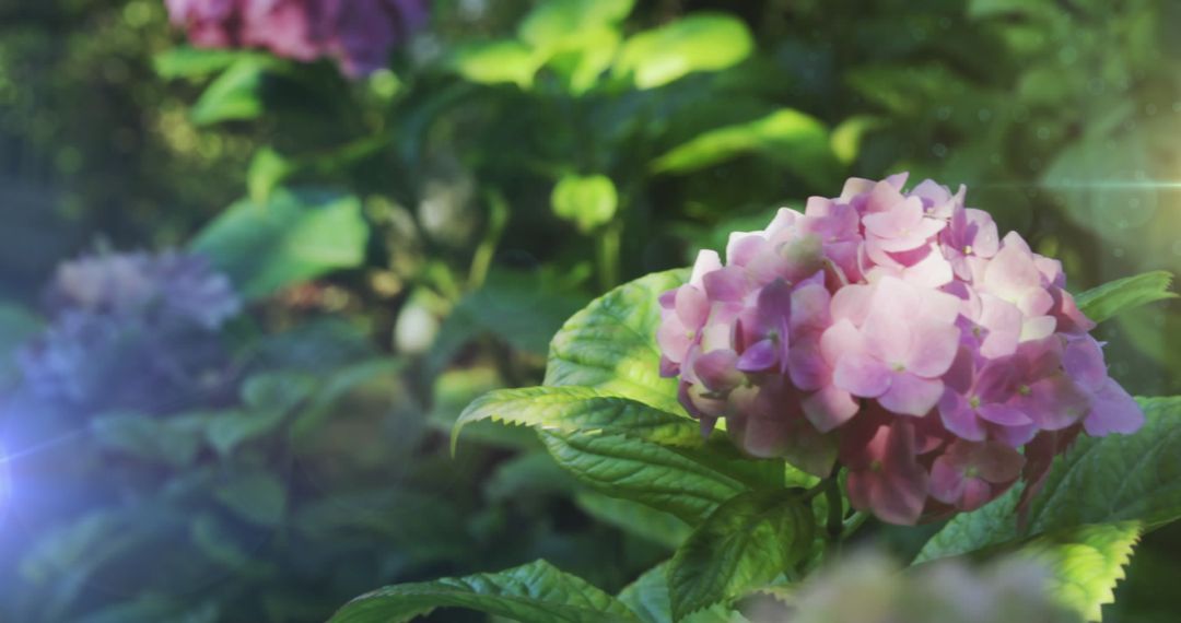 Sunlight Bathing Pink Hortensia Flower in Garden