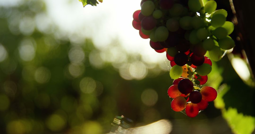 Ripe Grapes Hanging on Vine with Sunlight - Free Images, Stock Photos and Pictures on Pikwizard.com