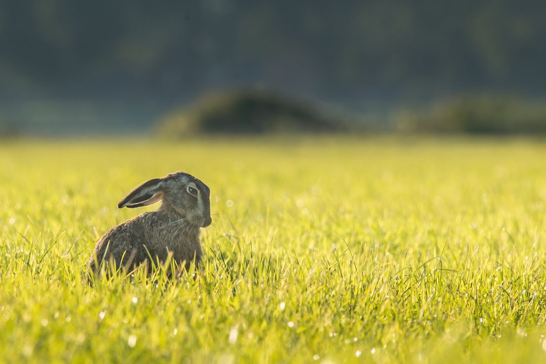 Brown Hare Resting on Green Field at Dawn - Free Images, Stock Photos and Pictures on Pikwizard.com