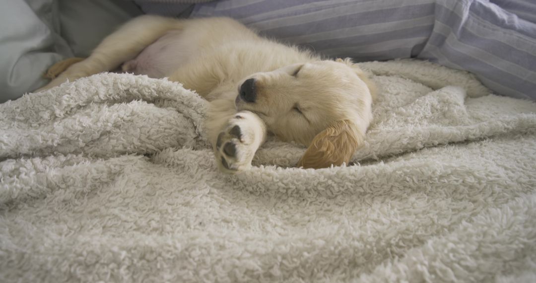 Adorable Puppy Nestled in Cozy Bed with Fluffy Blanket