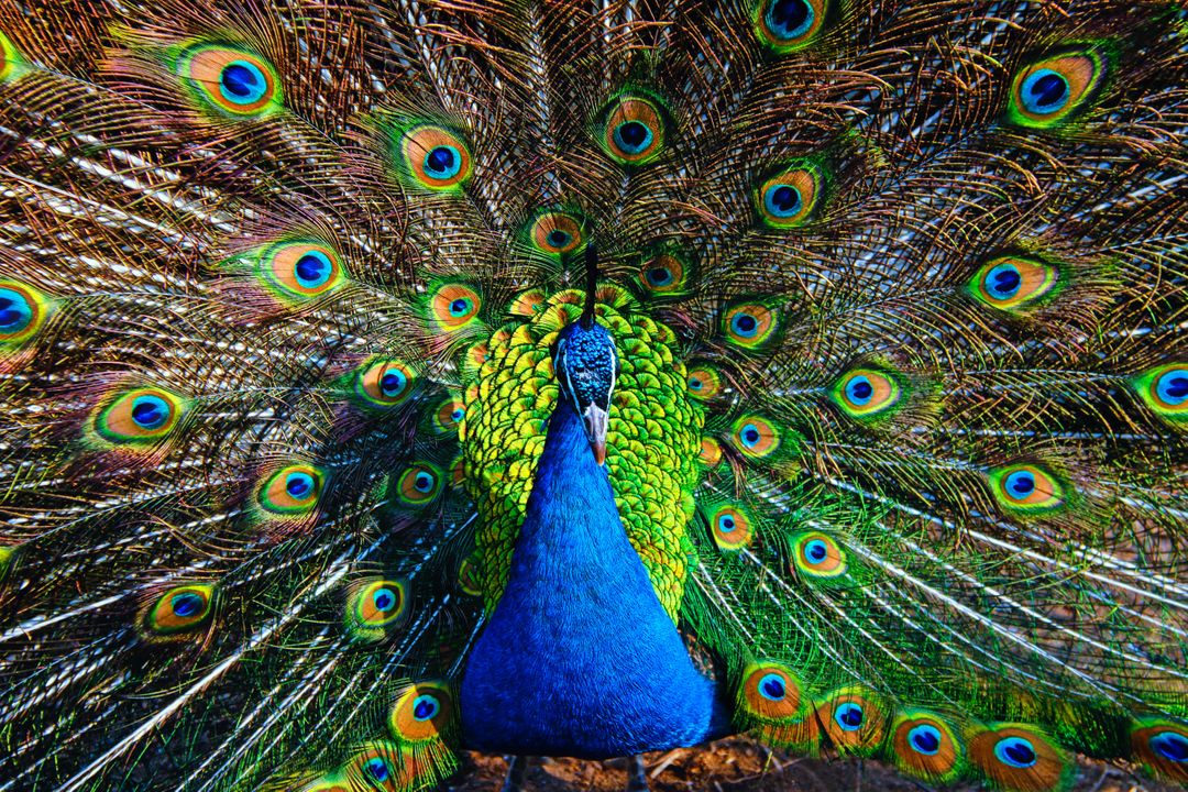 Peacock Peafowl Greenish blue - Free Images, Stock Photos and Pictures on Pikwizard.com