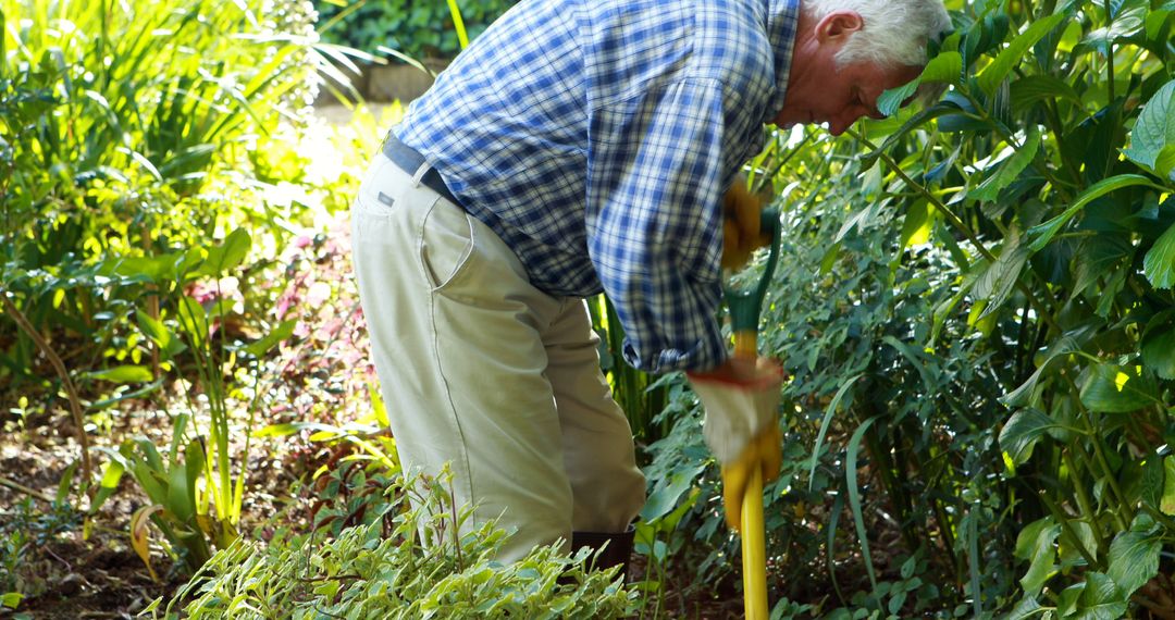 Elderly Man Digging Garden with Spade in Sunny Backyard - Free Images, Stock Photos and Pictures on Pikwizard.com