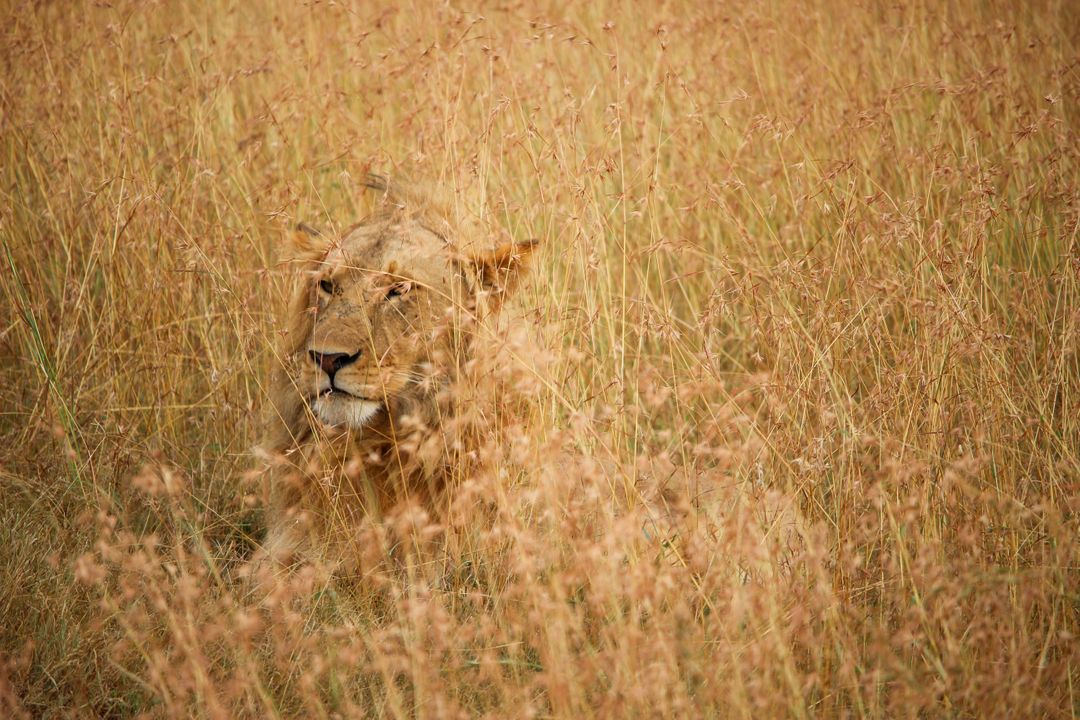Lion Blending Seamlessly with Tall Golden Grass in African Savanna - Free Images, Stock Photos and Pictures on Pikwizard.com