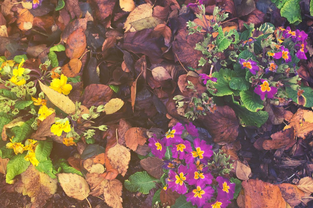 Colorful Flower Bed with Autumn Leaves - Free Images, Stock Photos and Pictures on Pikwizard.com