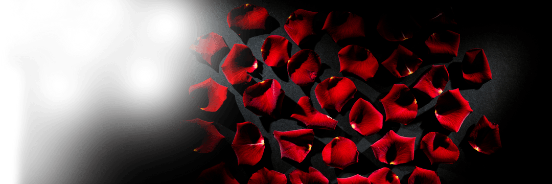 Transparent Black and Red Rose Petal Pattern