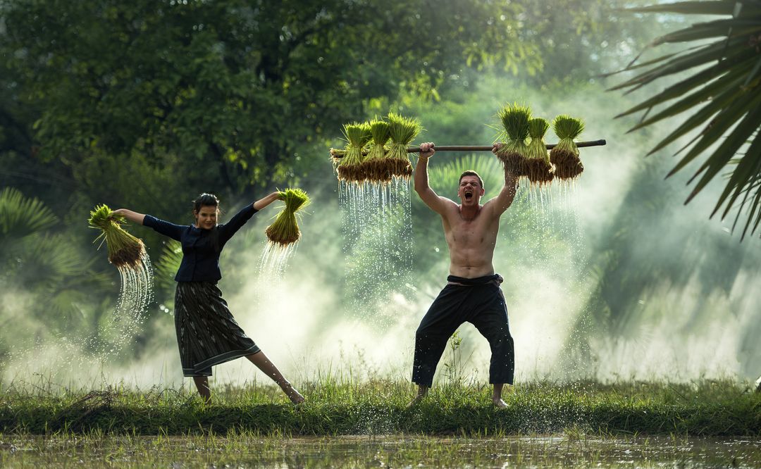 Thai Farmers Carrying Rice Seedlings in Foggy Paddy Field - Free Images, Stock Photos and Pictures on Pikwizard.com