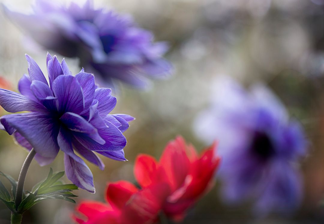 Close-up blooming purple anemone with red flowers and soft bokeh background spring garden