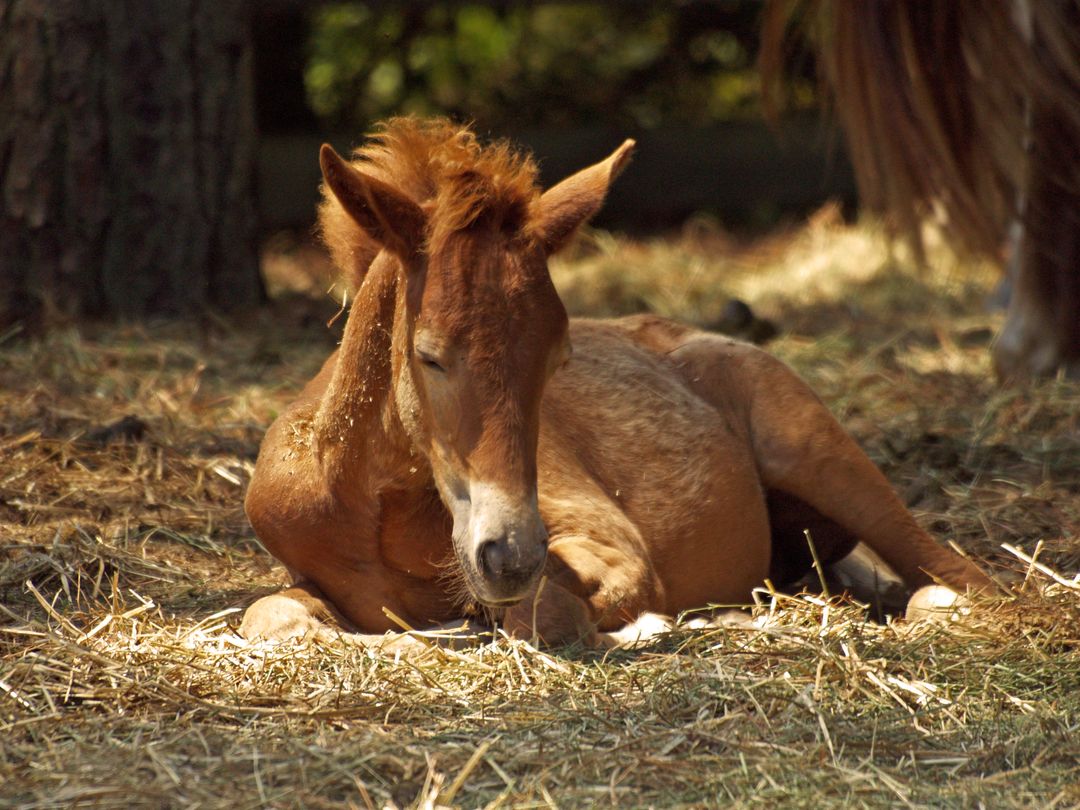 Horses horse pony foal - Free Images, Stock Photos and Pictures on Pikwizard.com