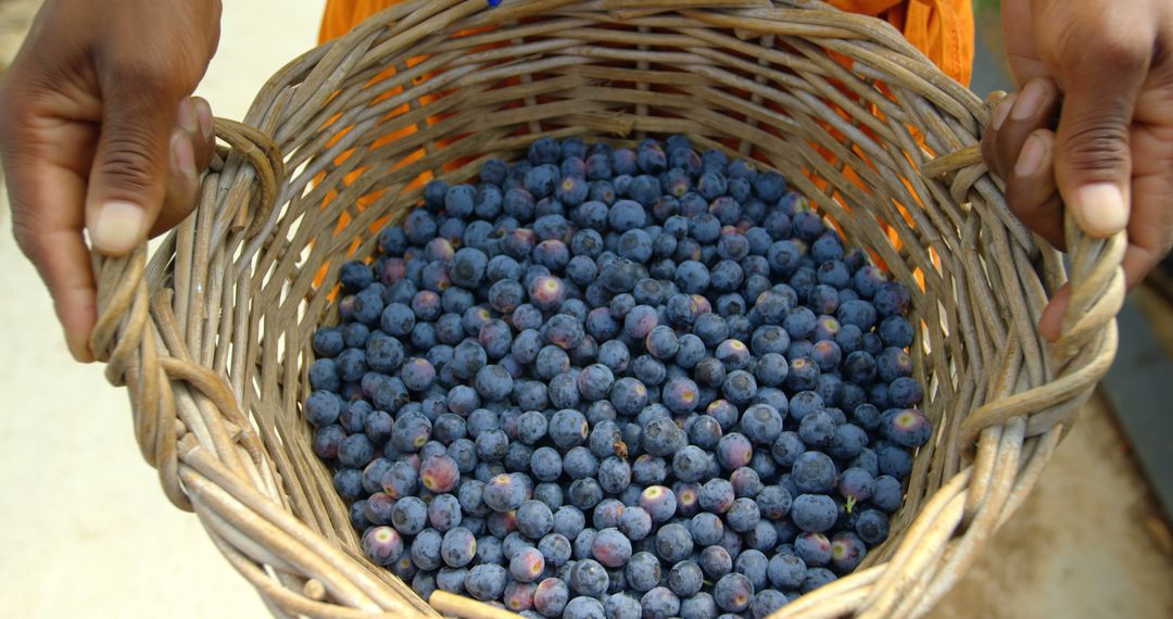 Person Holding Basket of Freshly Picked Blueberries - Free Images, Stock Photos and Pictures on Pikwizard.com