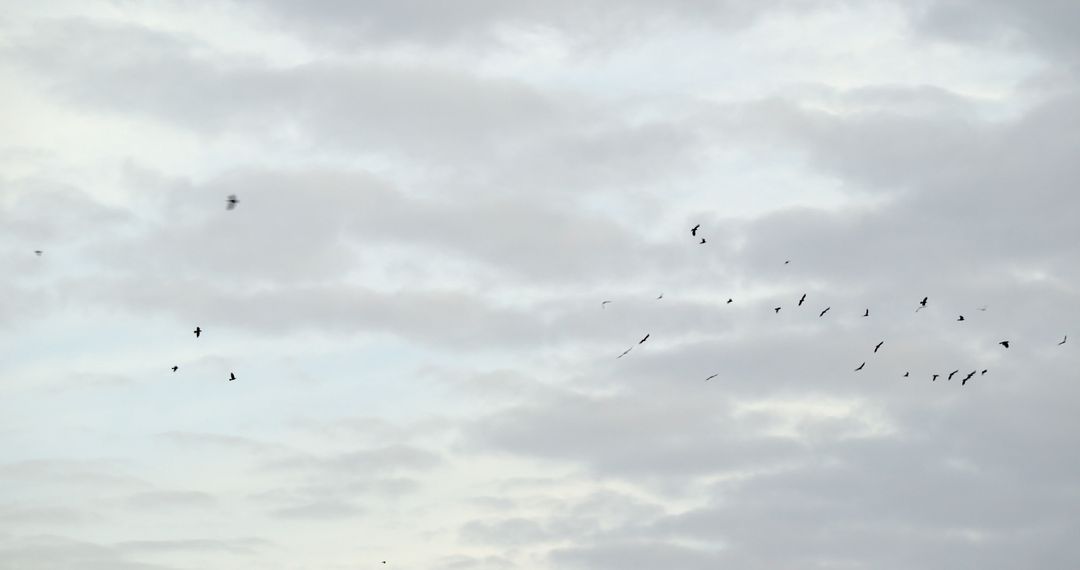 Flock of birds flying on a cloudy day - Free Images, Stock Photos and Pictures on Pikwizard.com