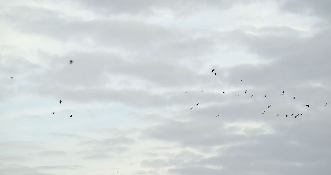 Flock of Birds Flying Against Overcast Sky - Free Images, Stock Photos and Pictures on Pikwizard.com