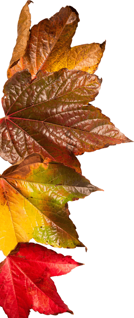 Assorted Fall Leaves on Transparent Background for Nature Design