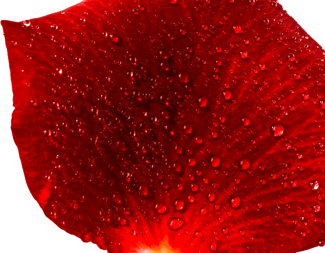 Transparent Red Rose Petal with Dew Drops Banner