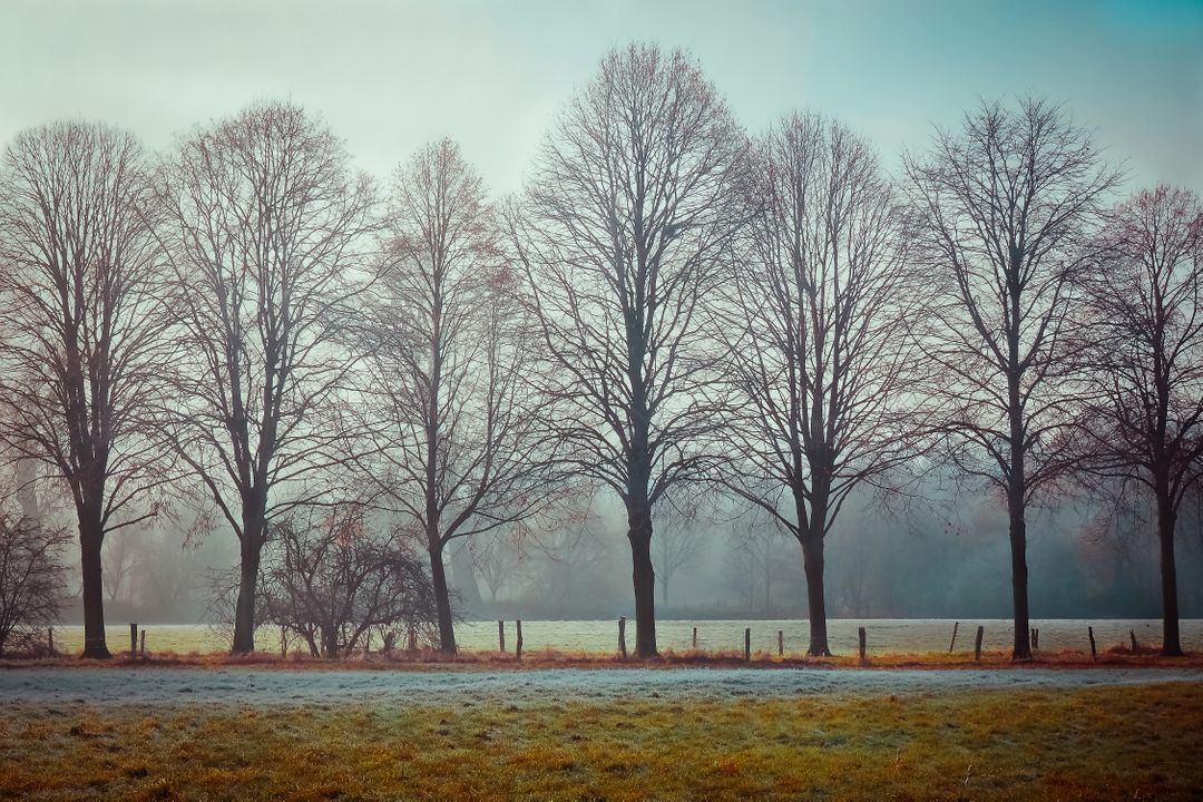 Leafless Trees and Misty Field on a Frosty Morning - Free Images, Stock Photos and Pictures on Pikwizard.com