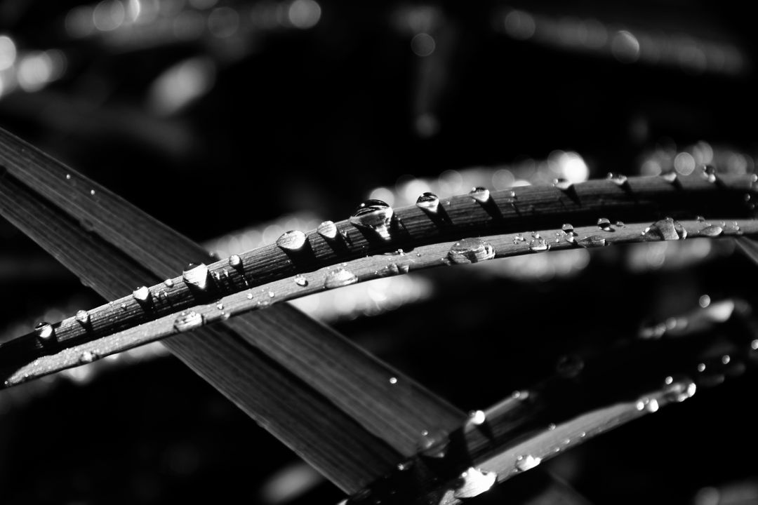 Black and White Macro Photo of Dew on Grass Blades - Free Images, Stock Photos and Pictures on Pikwizard.com