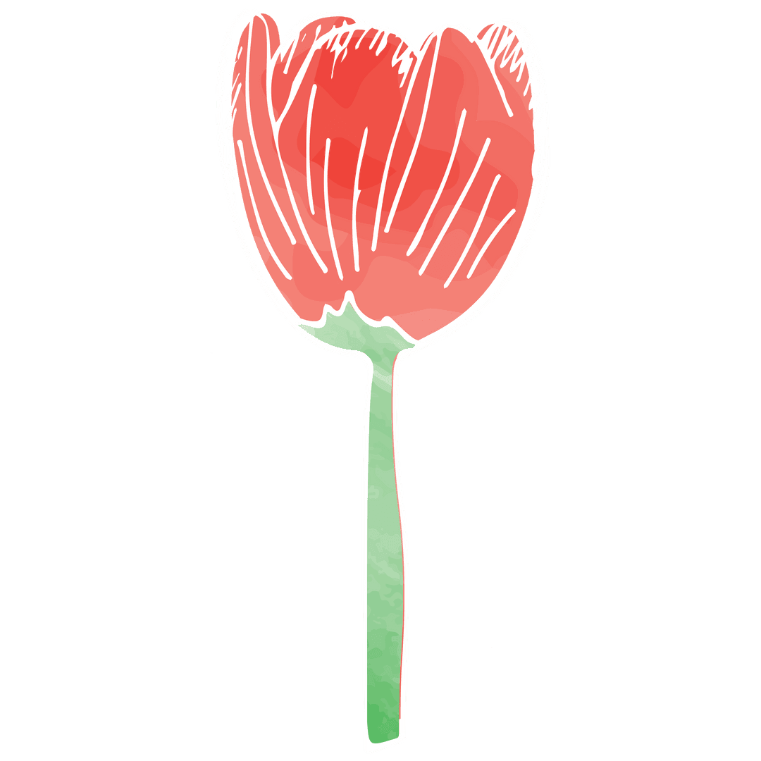 Isolated Red Tulip Flower Illustration on Transparent Background