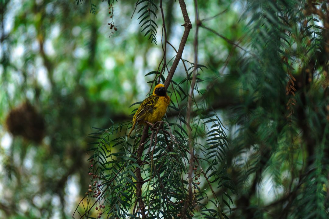 Colorful Yellow Bird Perched on Tree Branch in Dense Forest - Free Images, Stock Photos and Pictures on Pikwizard.com