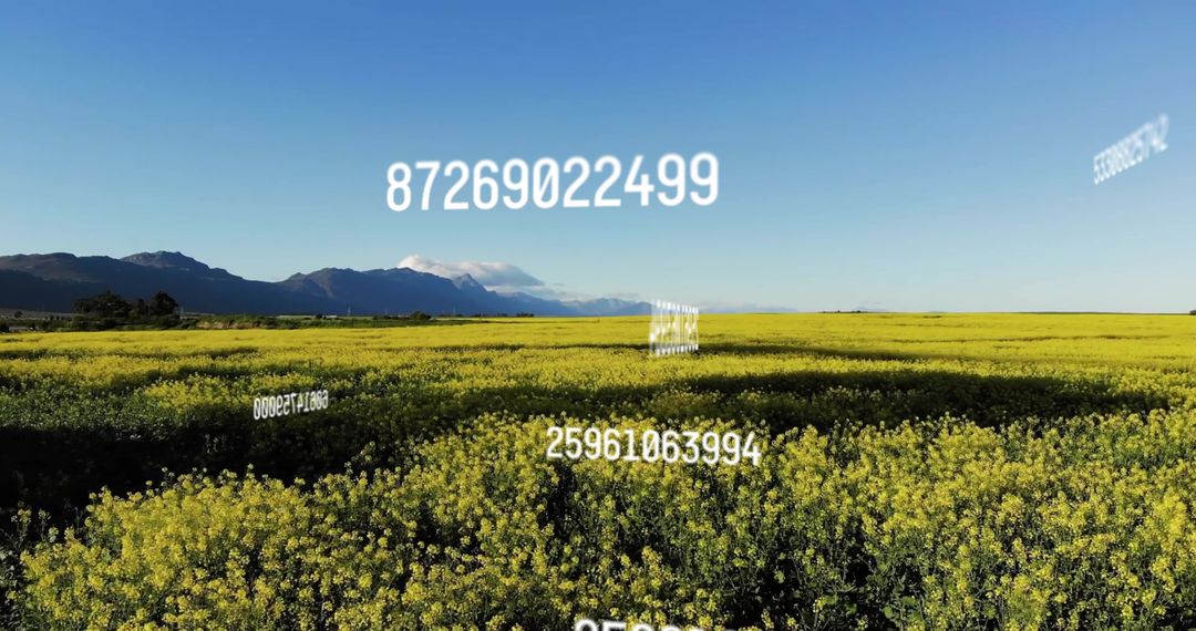 Digital Data Visualization Across Yellow Canola Field