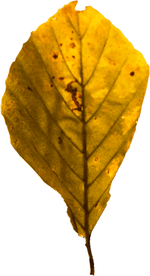 Transparent Yellow Leaf Illustration with Detailed Veins