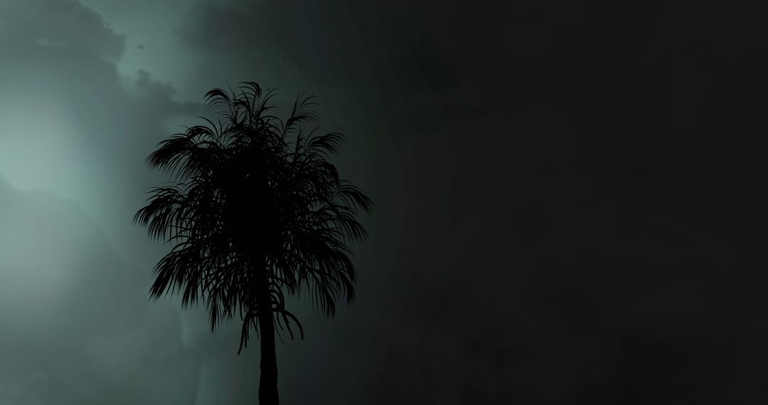Silhouette of Palm Tree with Dark Cloudy Sky