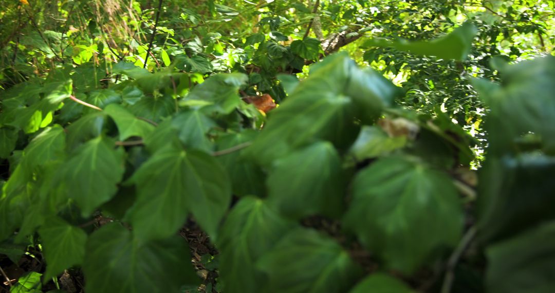 Sunlight Filtering Through Lush Green Vines in Forest