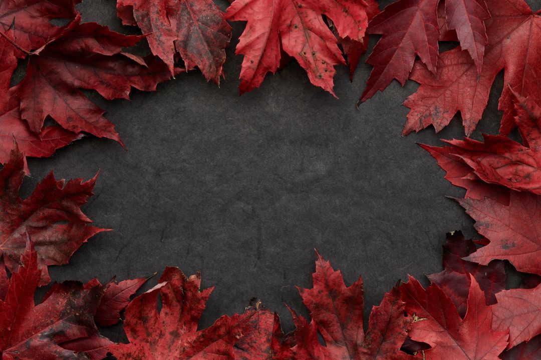 Autumn Frame with Red Maple Leaves on Dark Background