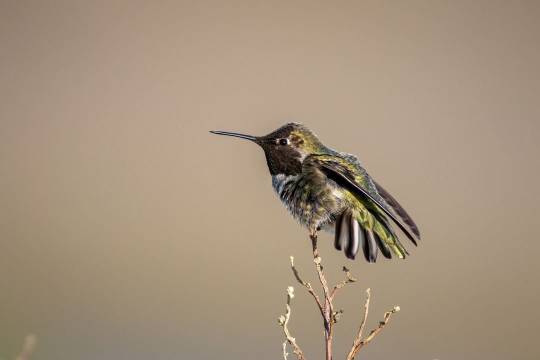 Hummingbird Perching on a Branch, Displaying Iridescent Feathers