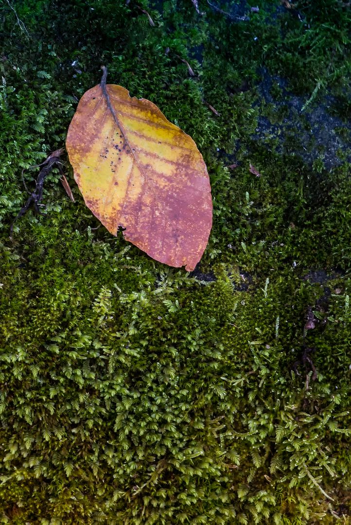 Autumn Leaf on Mossy Ground - Free Images, Stock Photos and Pictures on Pikwizard.com