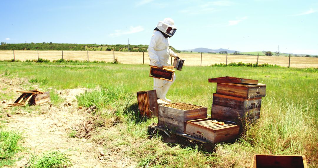 Beekeeper in Protective Suit Inspecting Hives in Sunny Field - Free Images, Stock Photos and Pictures on Pikwizard.com