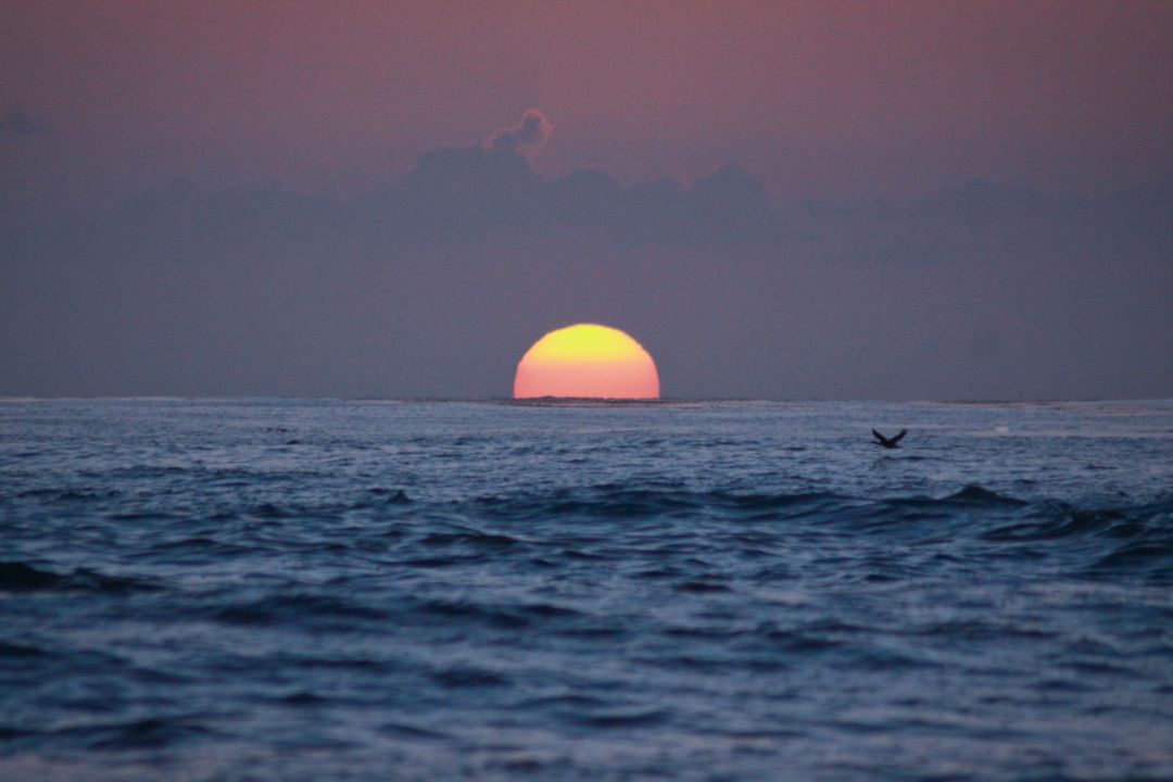 Stunning Ocean Sunset with Calm Waves and Bird Silhouette - Free Images, Stock Photos and Pictures on Pikwizard.com