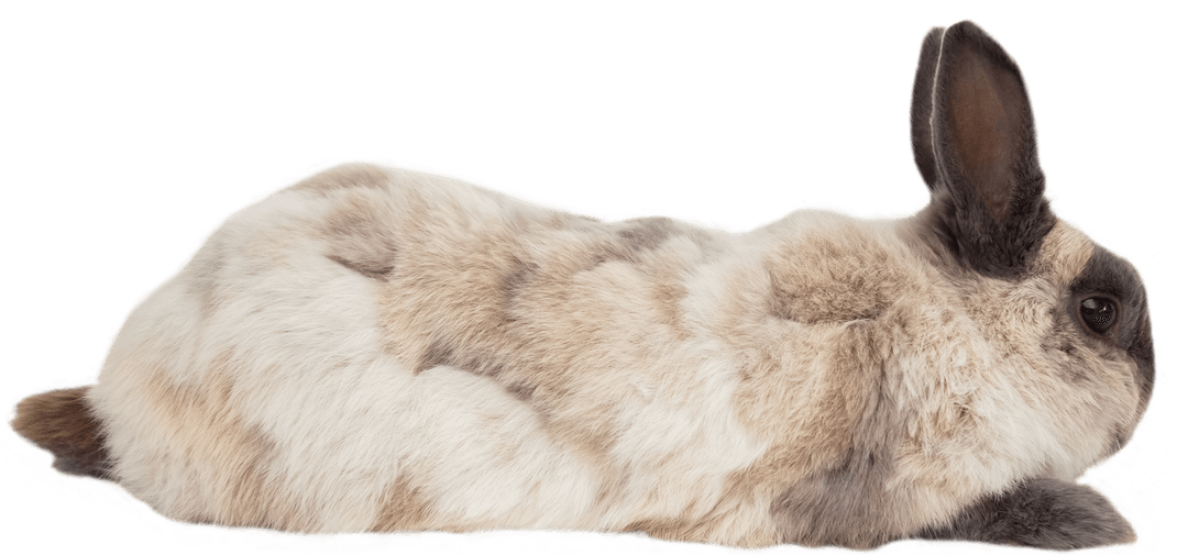 Side View of Fluffy Rabbit Lying on Transparent Background