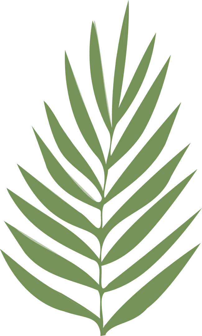 Minimalistic Green Fern Frond Illustration on Transparent Background