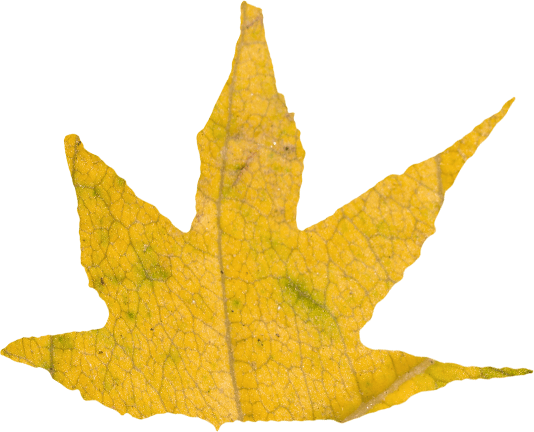 Transparent Yellow Autumn Leaf Close-Up on White