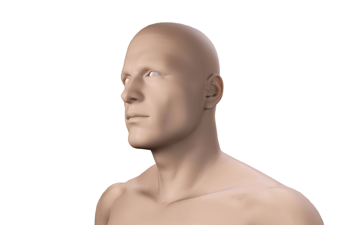 Digital 3D Human Model on Transparent Background Isolate Concept