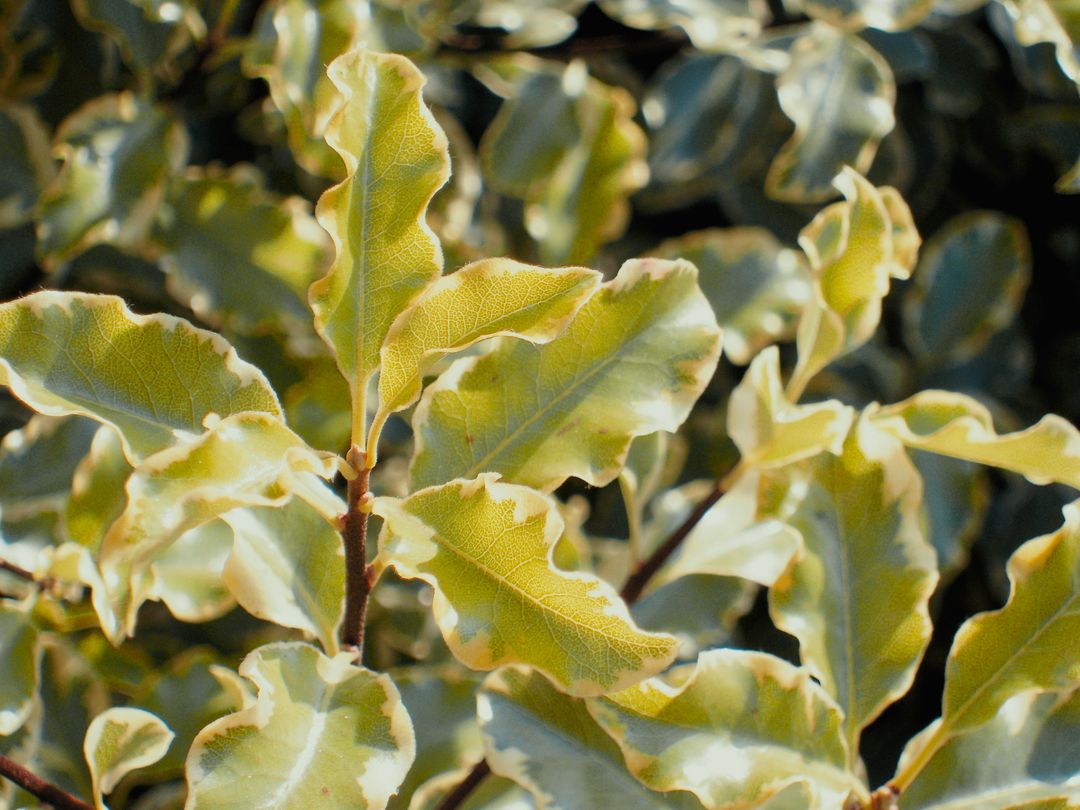 Close-Up of Variegated Plant Leaves with Sunlit Edges - Free Images, Stock Photos and Pictures on Pikwizard.com