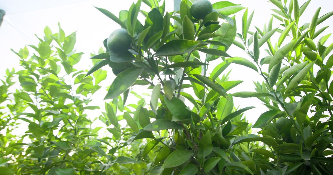 Vibrant Citrus Tree Branch with Unripe Green Fruits in Sunlit Grove