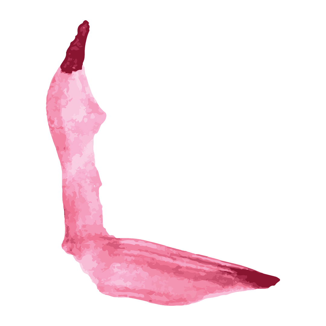 Abstract Pink Brushstroke on Transparent Background