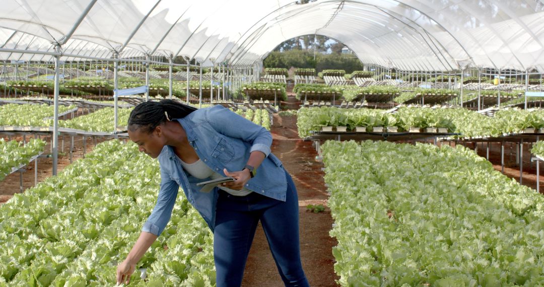 Woman Using Tablet in Hydroponic Greenhouse Checking Lettuce