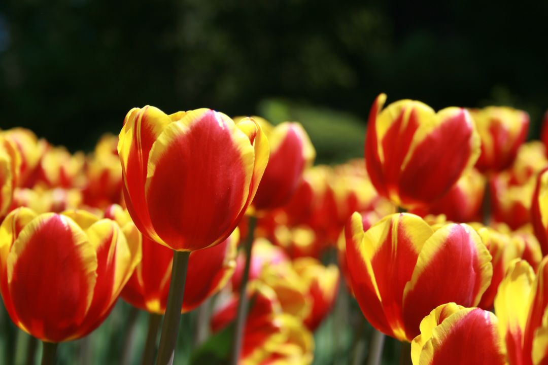 Vibrant Red and Yellow Tulips Blooming in Sunlit Spring Garden with Bokeh Background