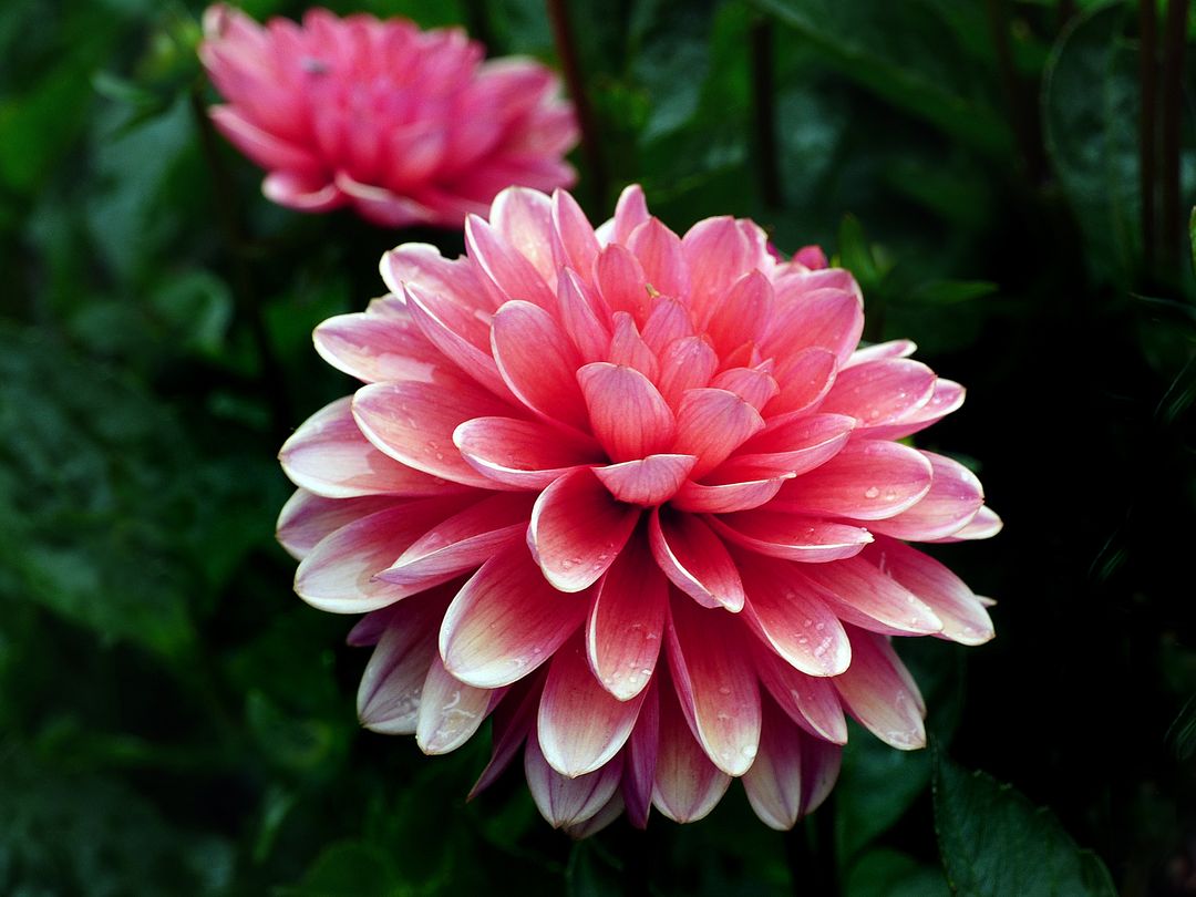Vibrant Pink Dahlia Blooming with Morning Dew Macro Close-Up Layered Soft Petals