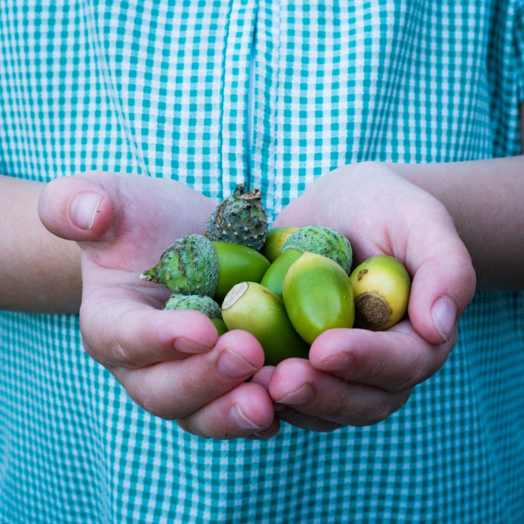 Child Holding Acorns in Hands During Fall Season - Free Images, Stock Photos and Pictures on Pikwizard.com