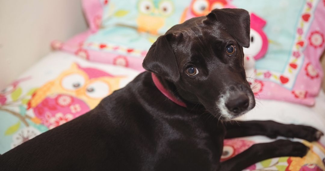Adorable Black Dog Relaxing on Colorful Bed