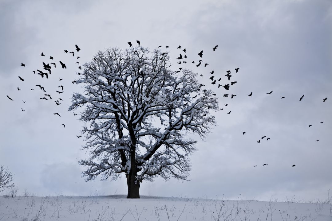 Lonely Tree in Snowy Field with Flock of Birds - Free Images, Stock Photos and Pictures on Pikwizard.com