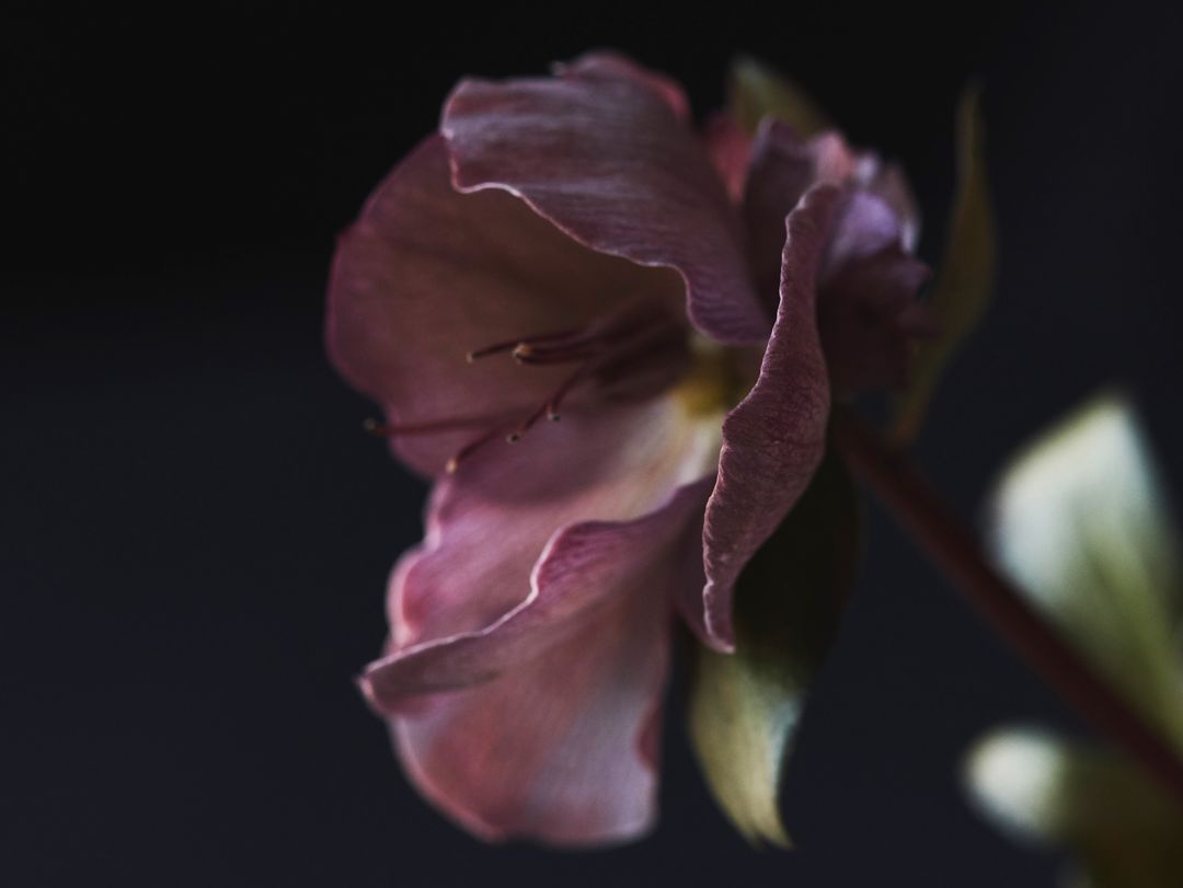 Dark Moody Macro of Dusky Pink Petal Bloom with Soft Ruffled Edges and Black Background