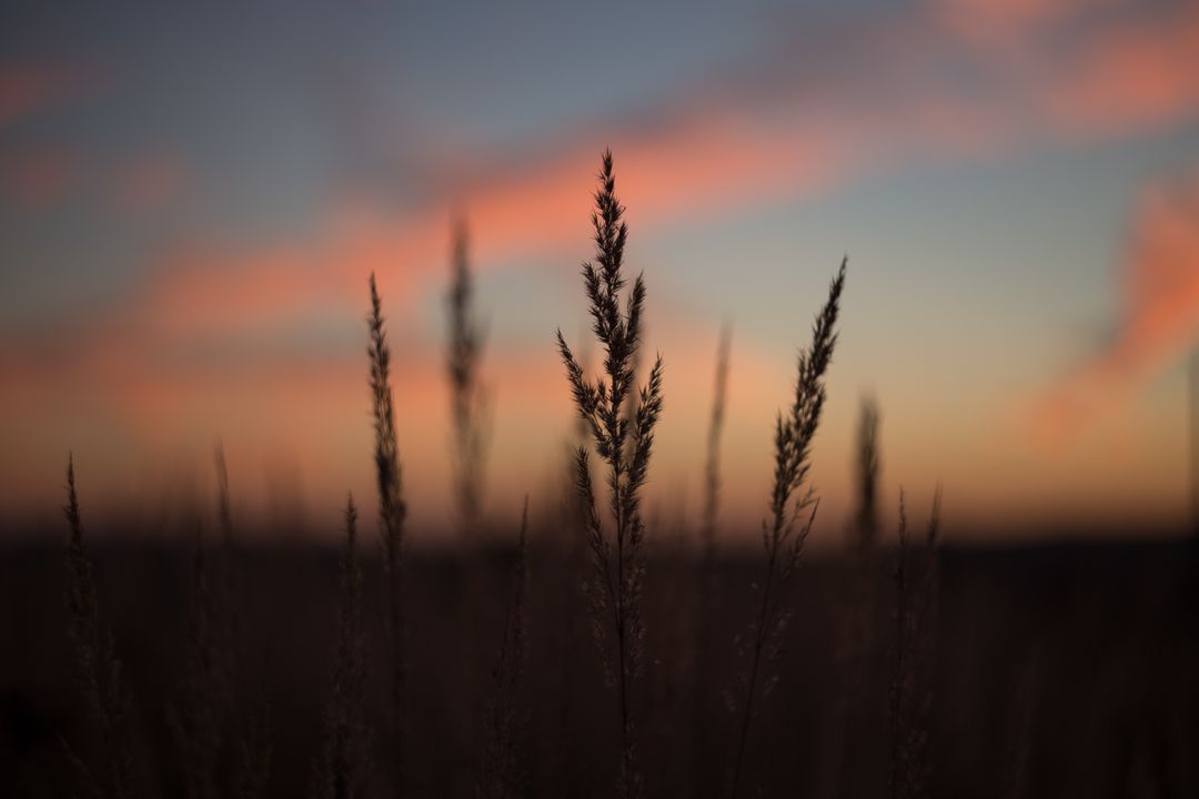 Serene Sunset with Silhouetted Tall Grass in Field - Free Images, Stock Photos and Pictures on Pikwizard.com