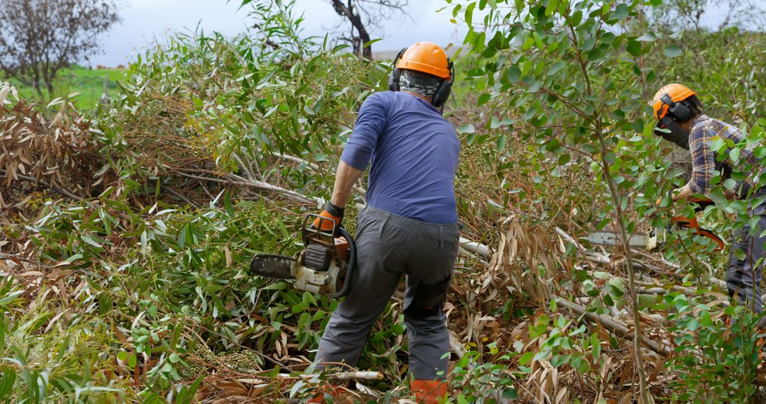 Workers Clearing Vegetation with Chainsaws in Forest Area - Free Images, Stock Photos and Pictures on Pikwizard.com