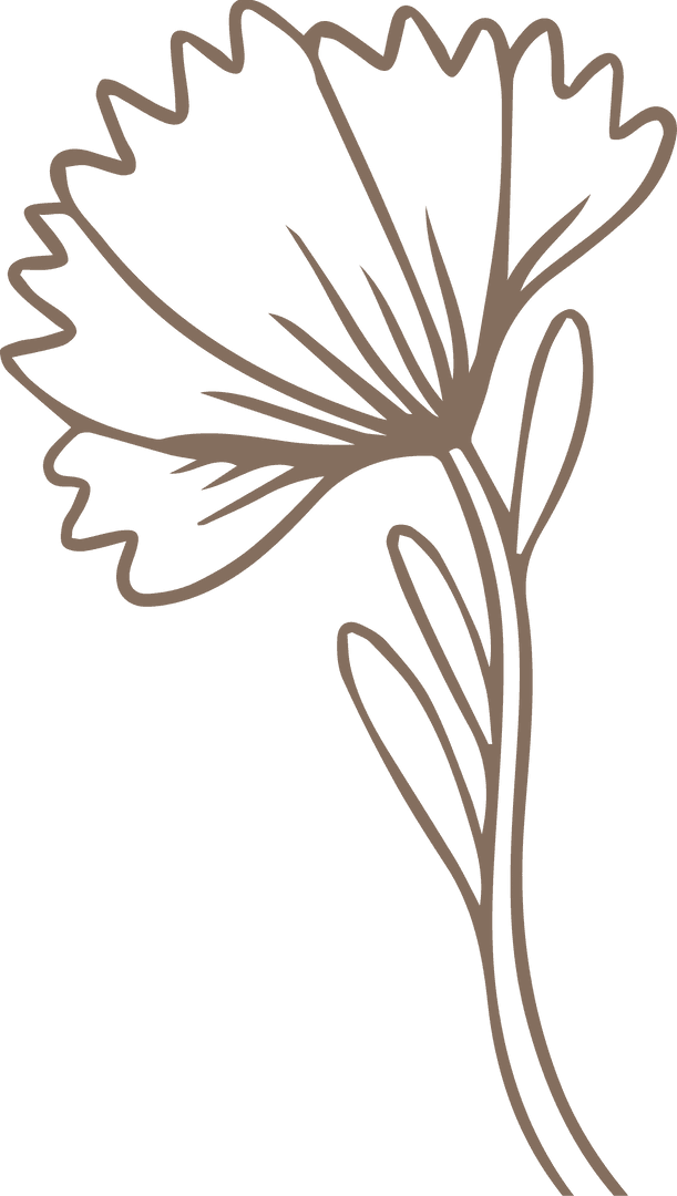 Elegant Floral Line Art with Transparent Background