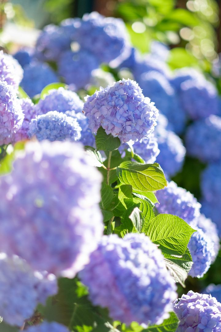 Vibrant Blue Hydrangea Blooms Bathing in Sunlight Soft Bokeh Close-up Garden