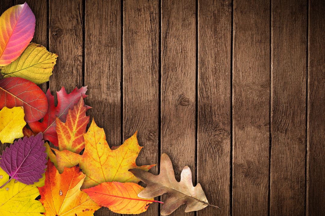 Colorful Autumn Leaves on Wooden Background - Free Images, Stock Photos and Pictures on Pikwizard.com